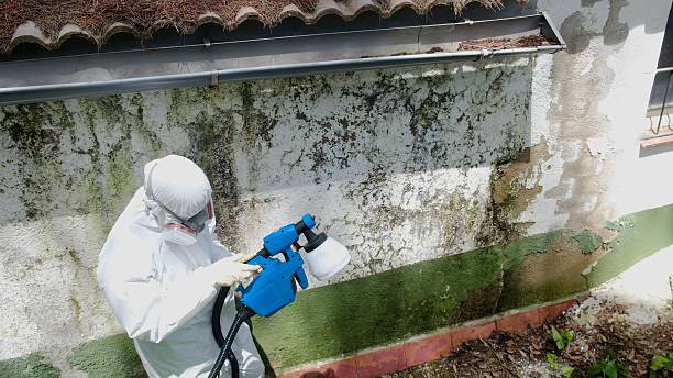 Mold Removal service in Richwood